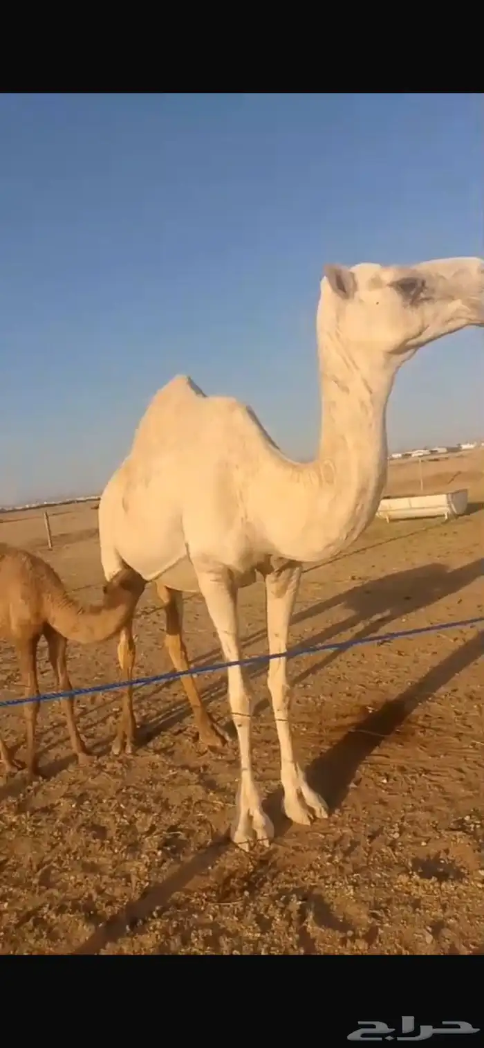 ناقة خلفة معه بكرة 0