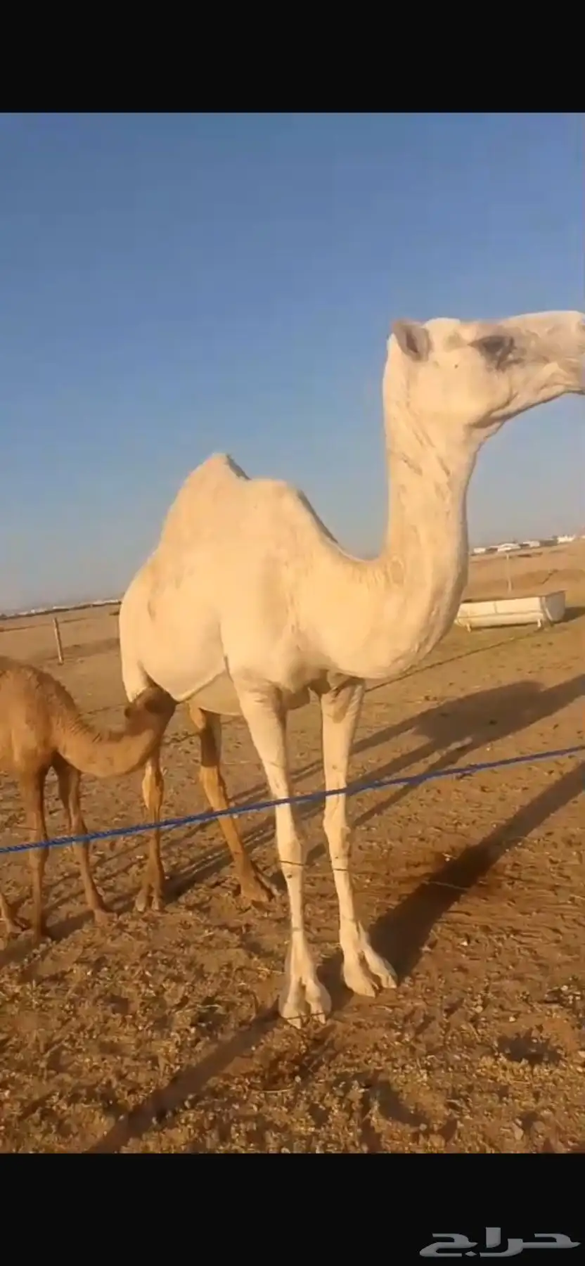 ناقة خلفة معه بكرة 0