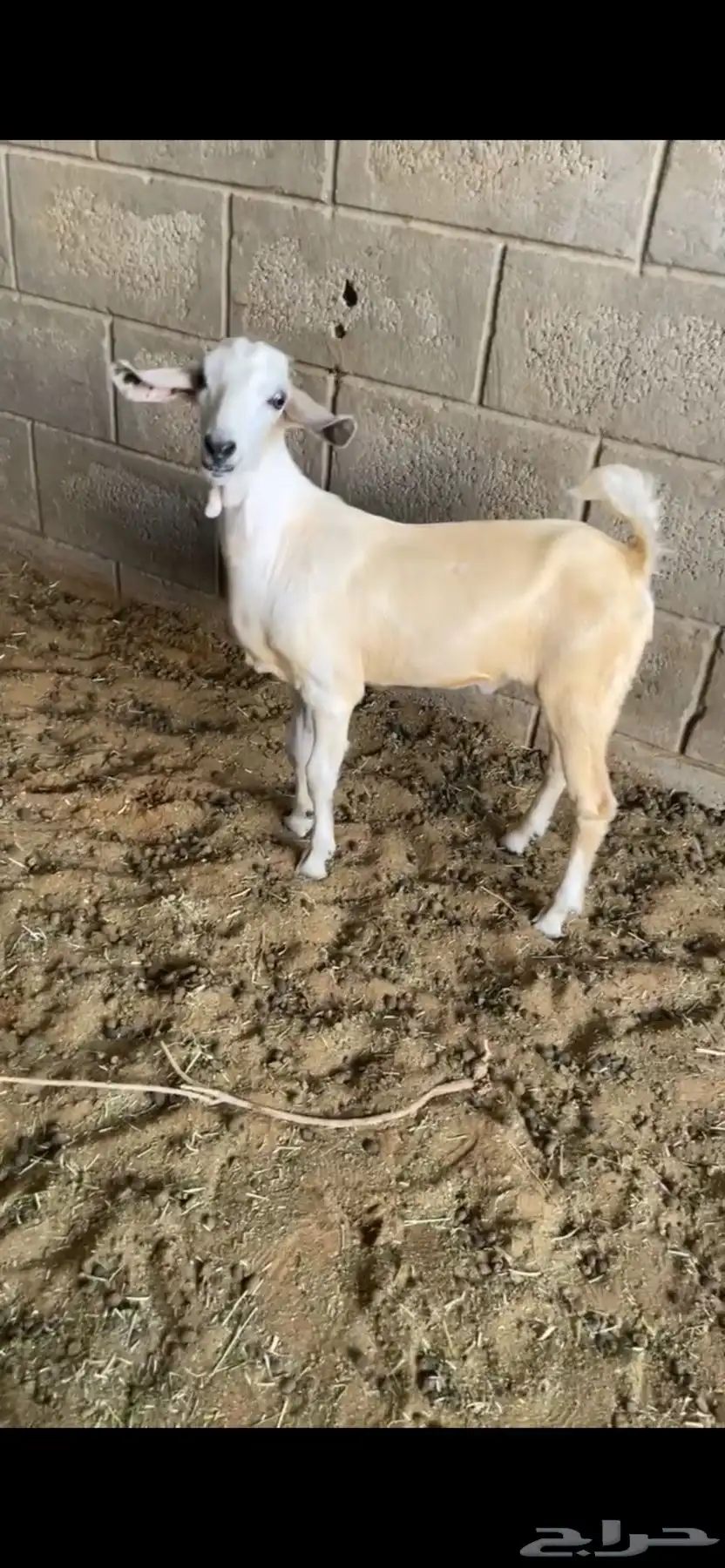 تيس داغور 0