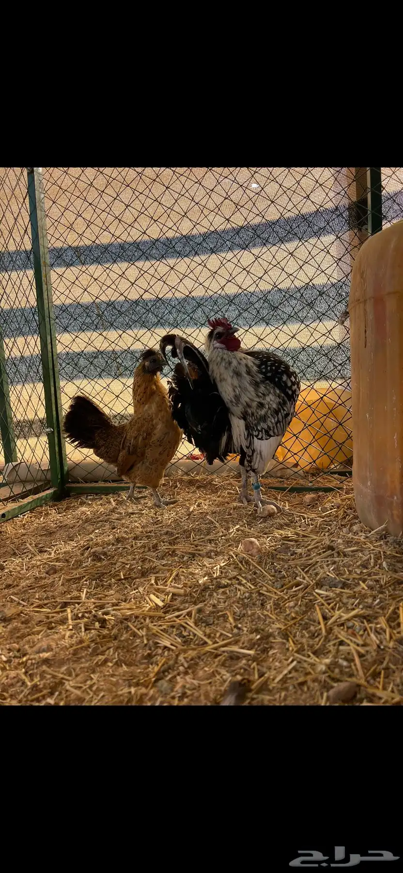 دجاج زينة كوبرا كويتي 0