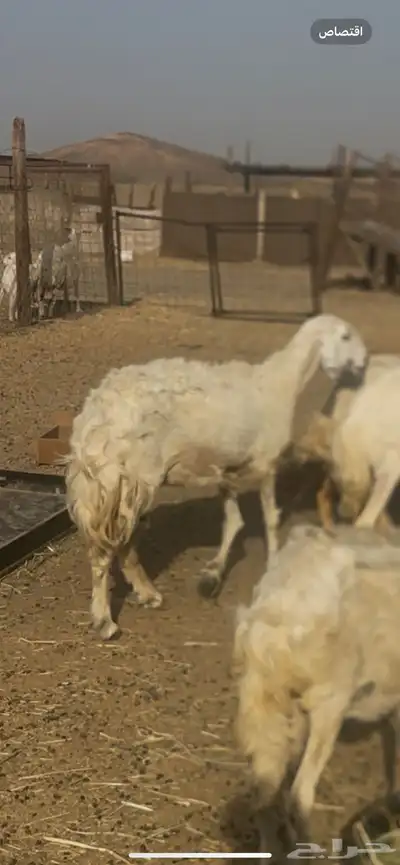 تم البيع 3