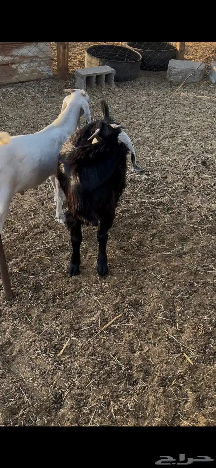 تيوس عوارض سمان 2