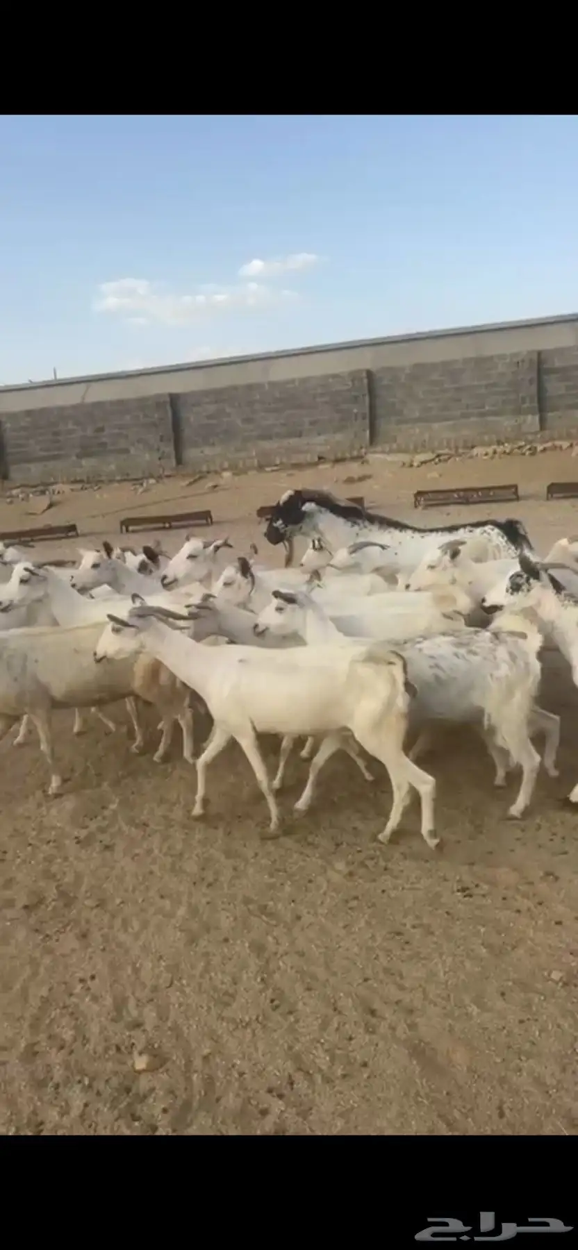 معزا دفع بفحلها 4