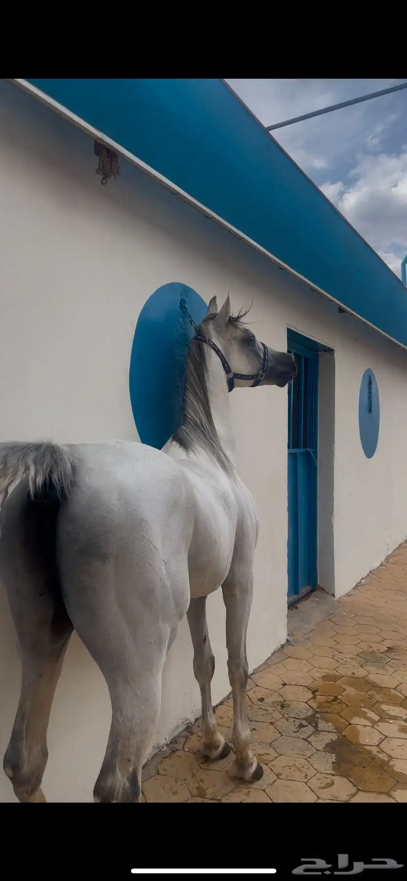 خيل للبيع 4