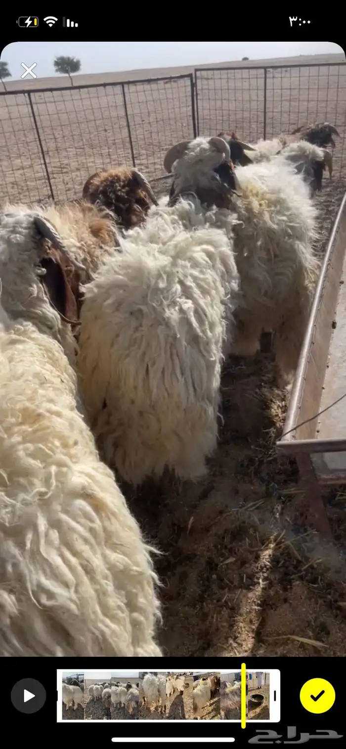 بهم نعيم طيب شكل وشعره وشحم وجبرواطراف والبيع عجل وسمح 1