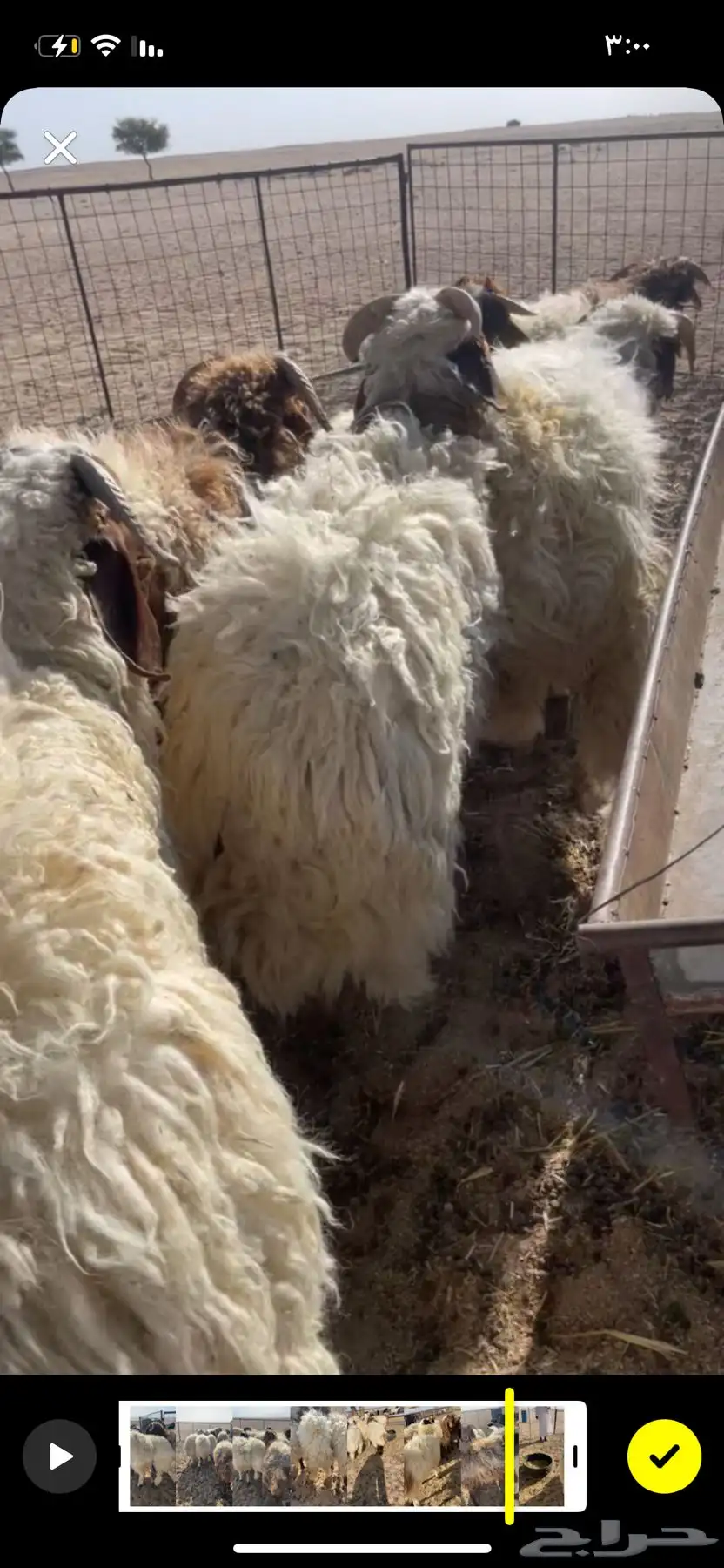 بهم نعيم طيب شكل وشعره وشحم وجبرواطراف والبيع عجل وسمح 1