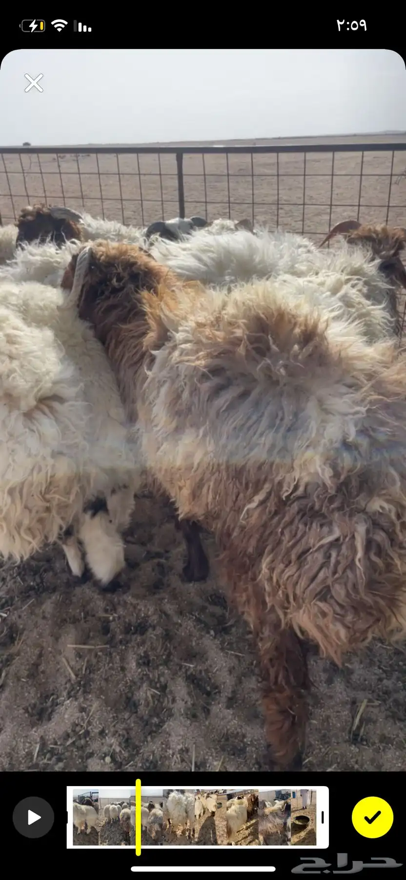 بهم نعيم طيب شكل وشعره وشحم وجبرواطراف والبيع عجل وسمح 3
