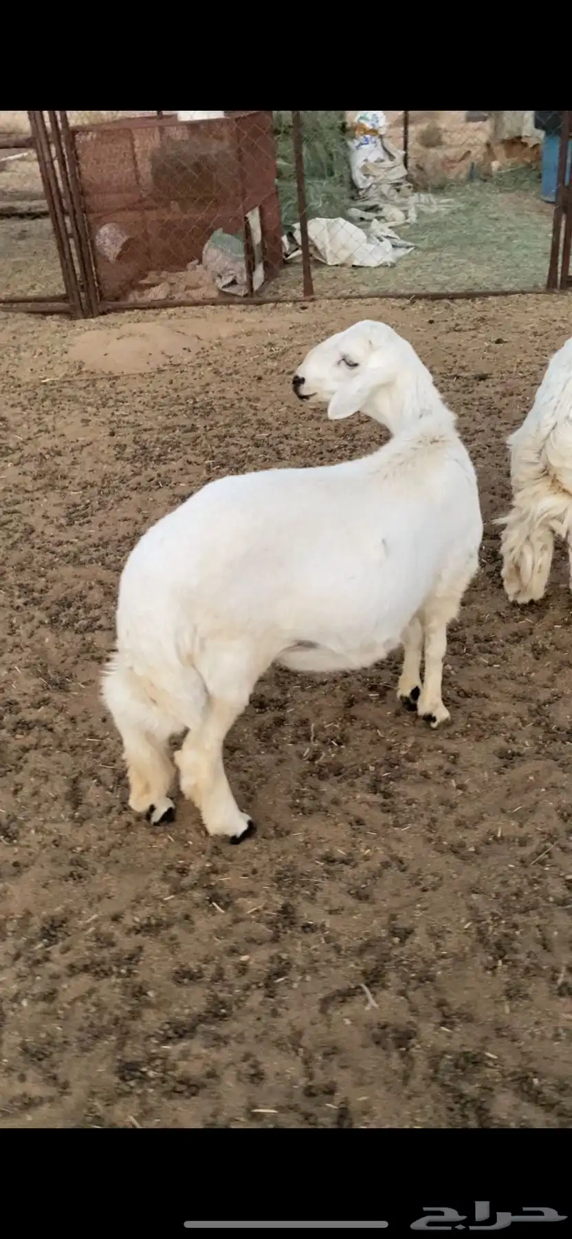 خروف جبر للبيع 0