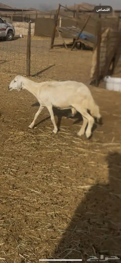 تم البيع 4