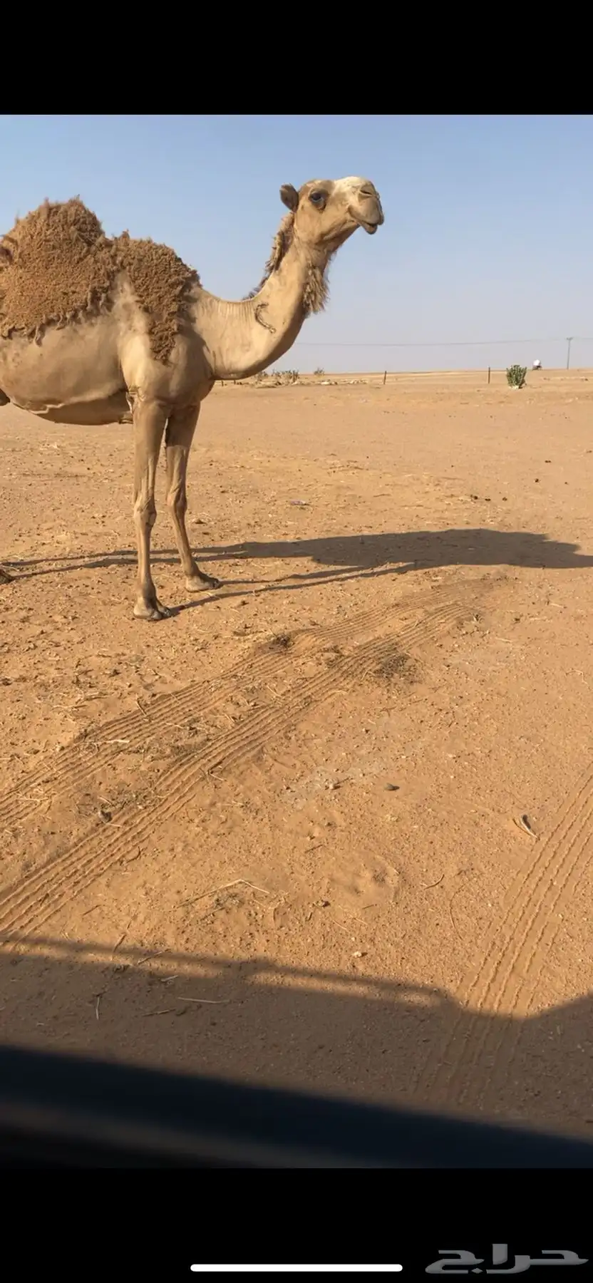 ناقه خلفه للبيع 0