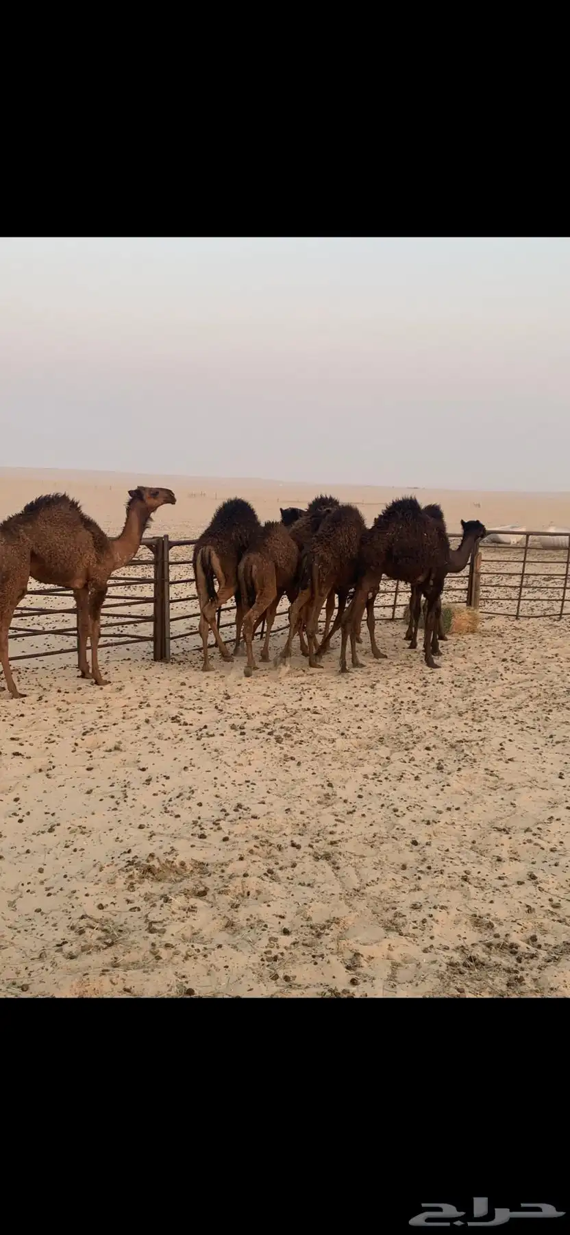 قعدان للبيع طيبه 0