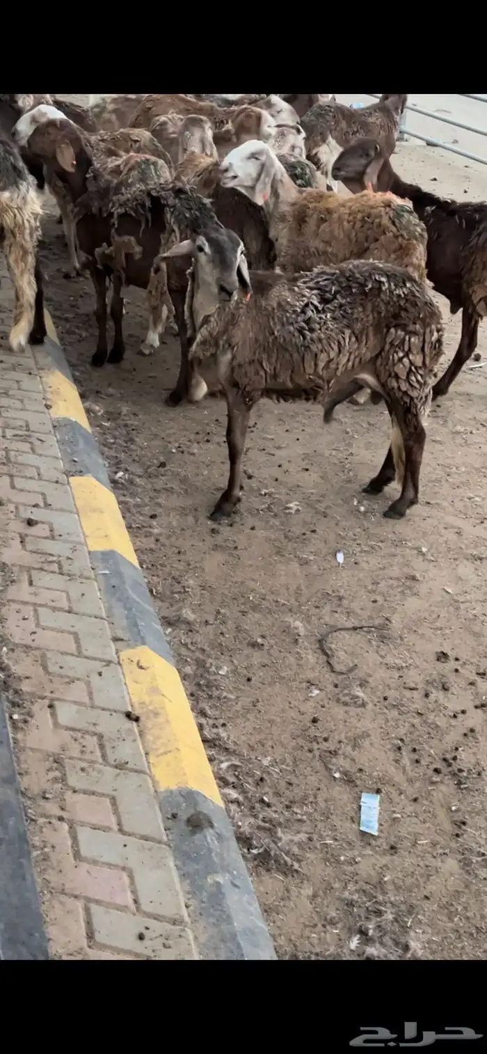 سواكني مرابي جذعان وثنيان مناسبات 2