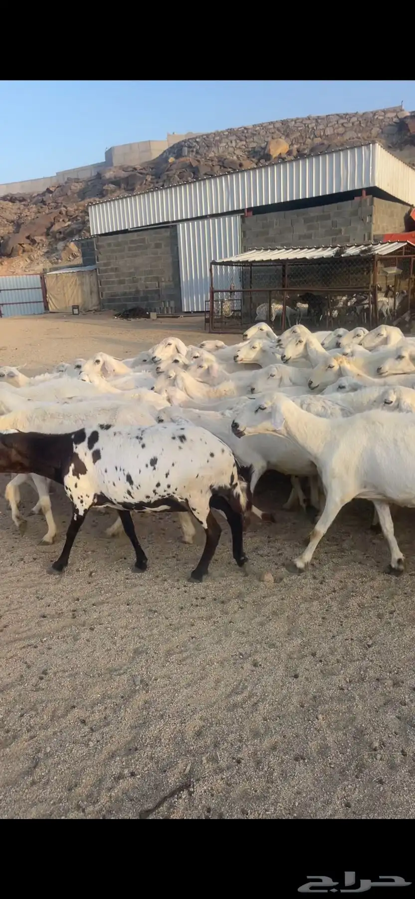 غنم دفع بفحلها 16