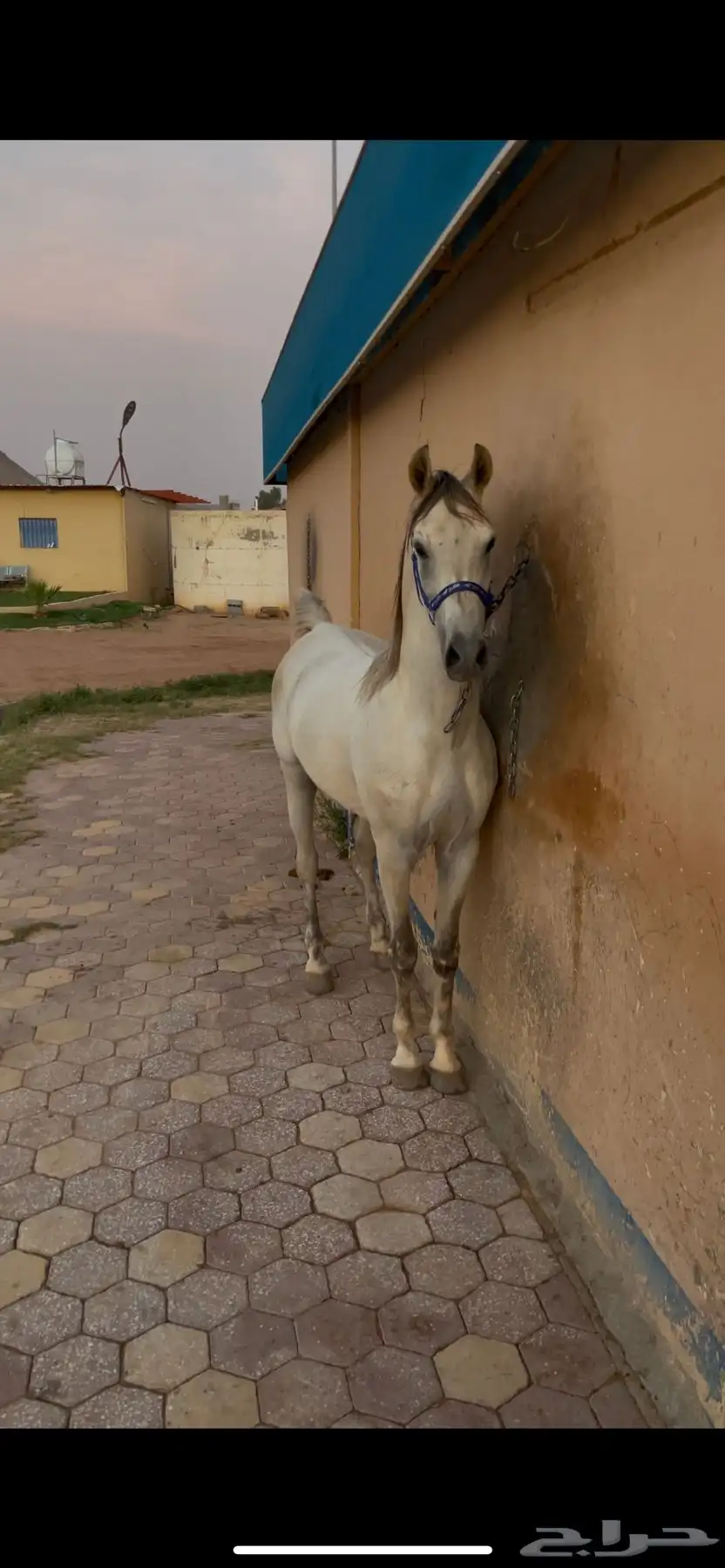 خيل للبيع 2