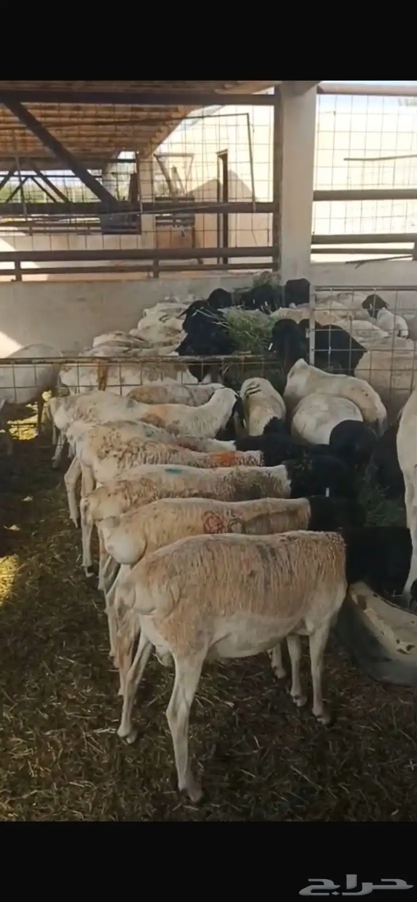 برابر للبيع ببريدة 1