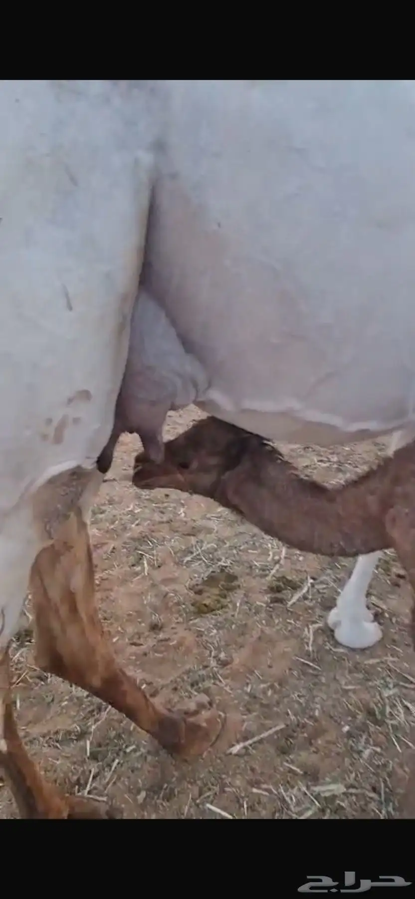 ناقة خلفة معه بكرة 3