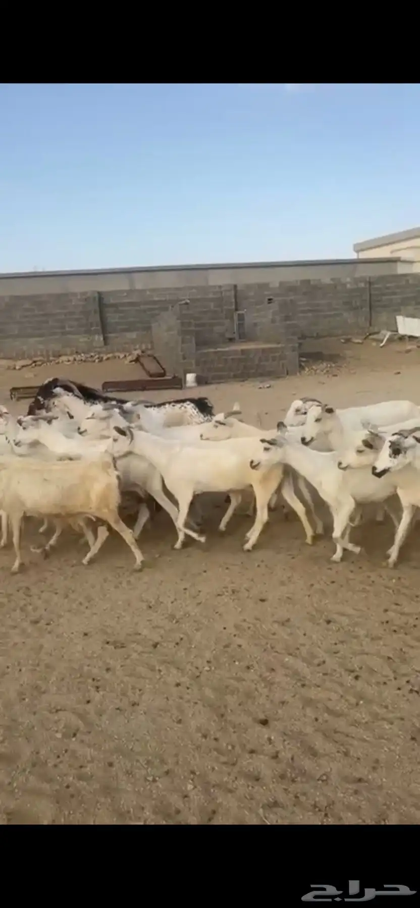 معزا دفع بفحلها 3
