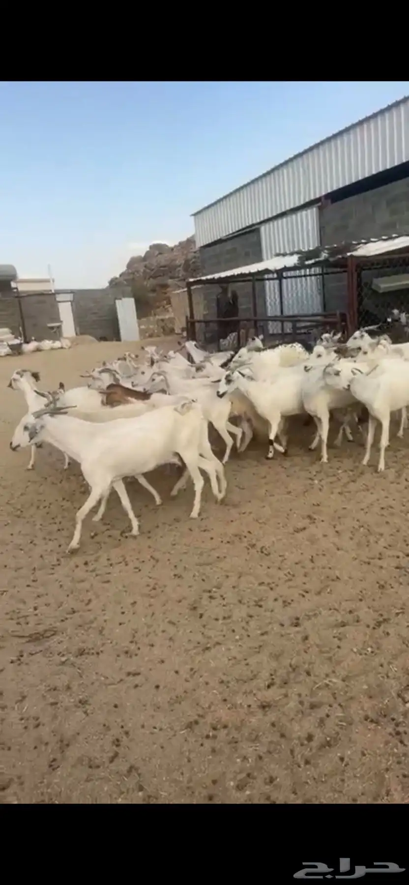معزا دفع بفحلها 10