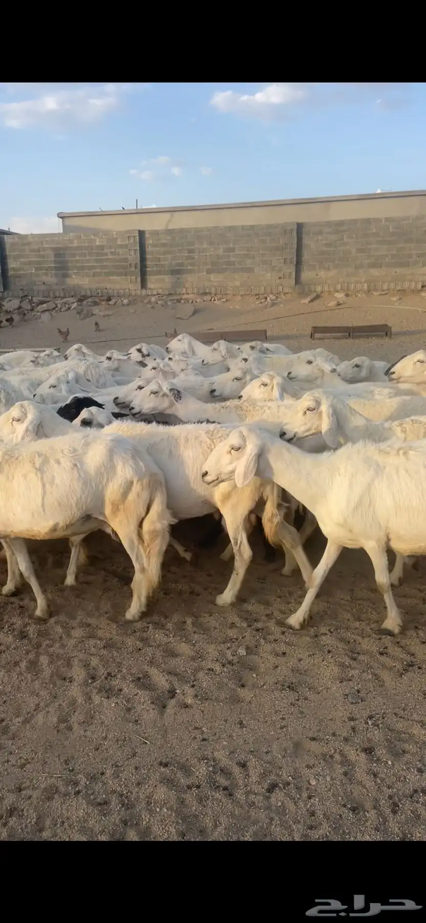 غنم دفع بفحلها 11