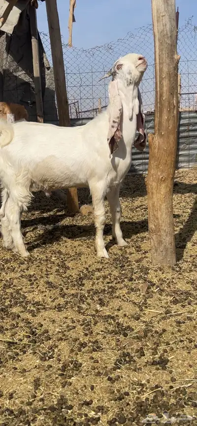 حريات 5
