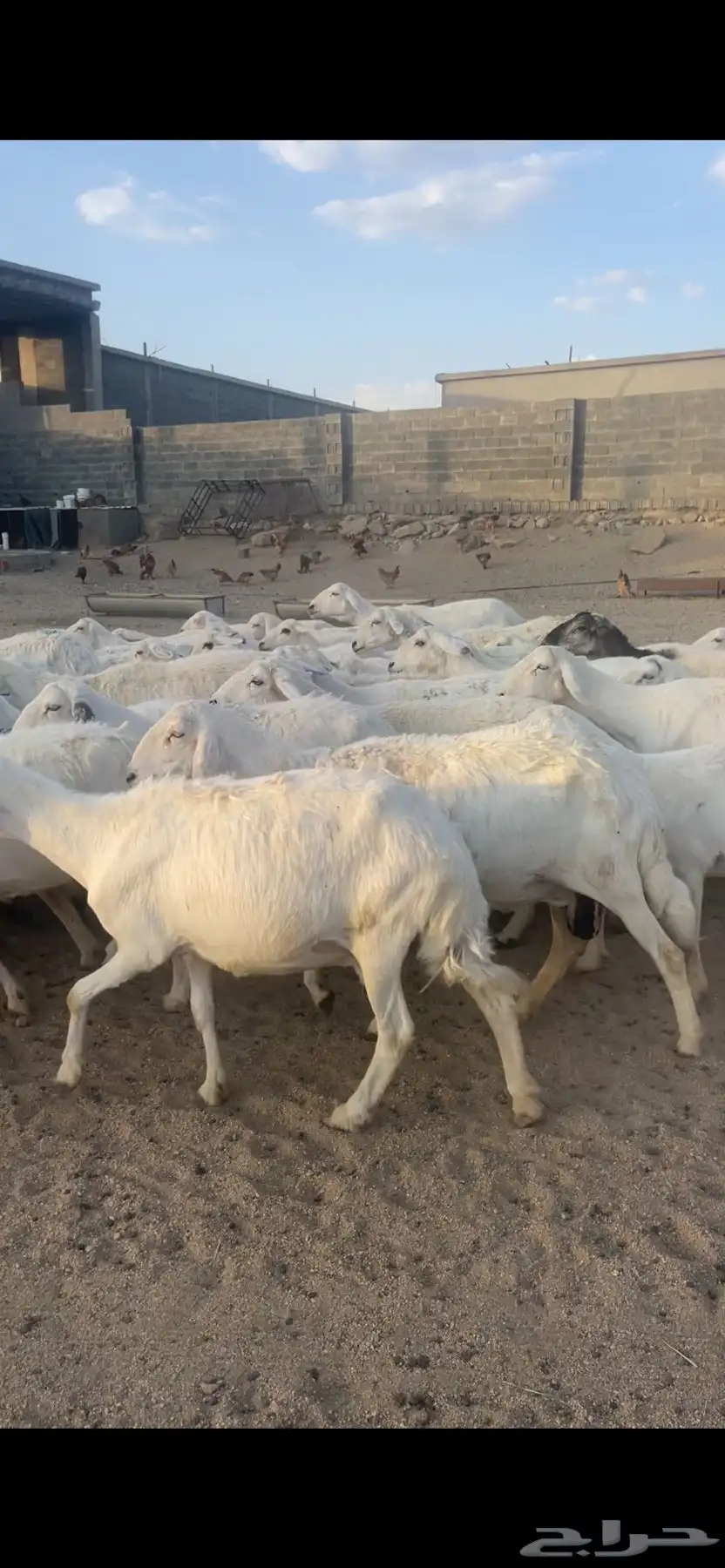 غنم دفع بفحلها 9