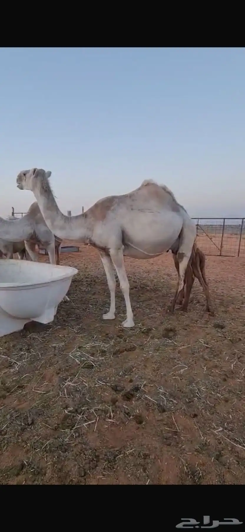 ناقة خلفة معه بكرة 2