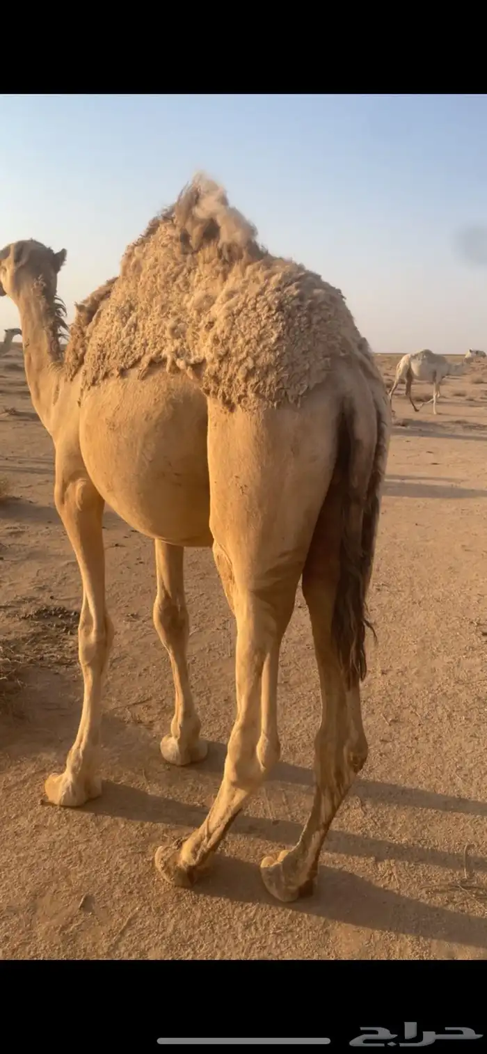 للبيع خلفه 3