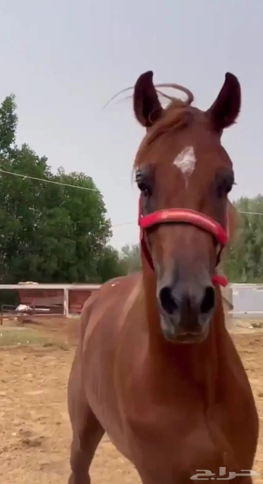 خيل 0