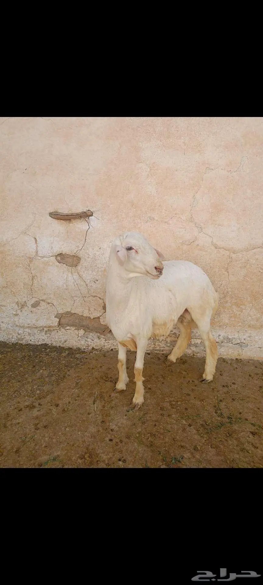 خروف جذع للبيع 4