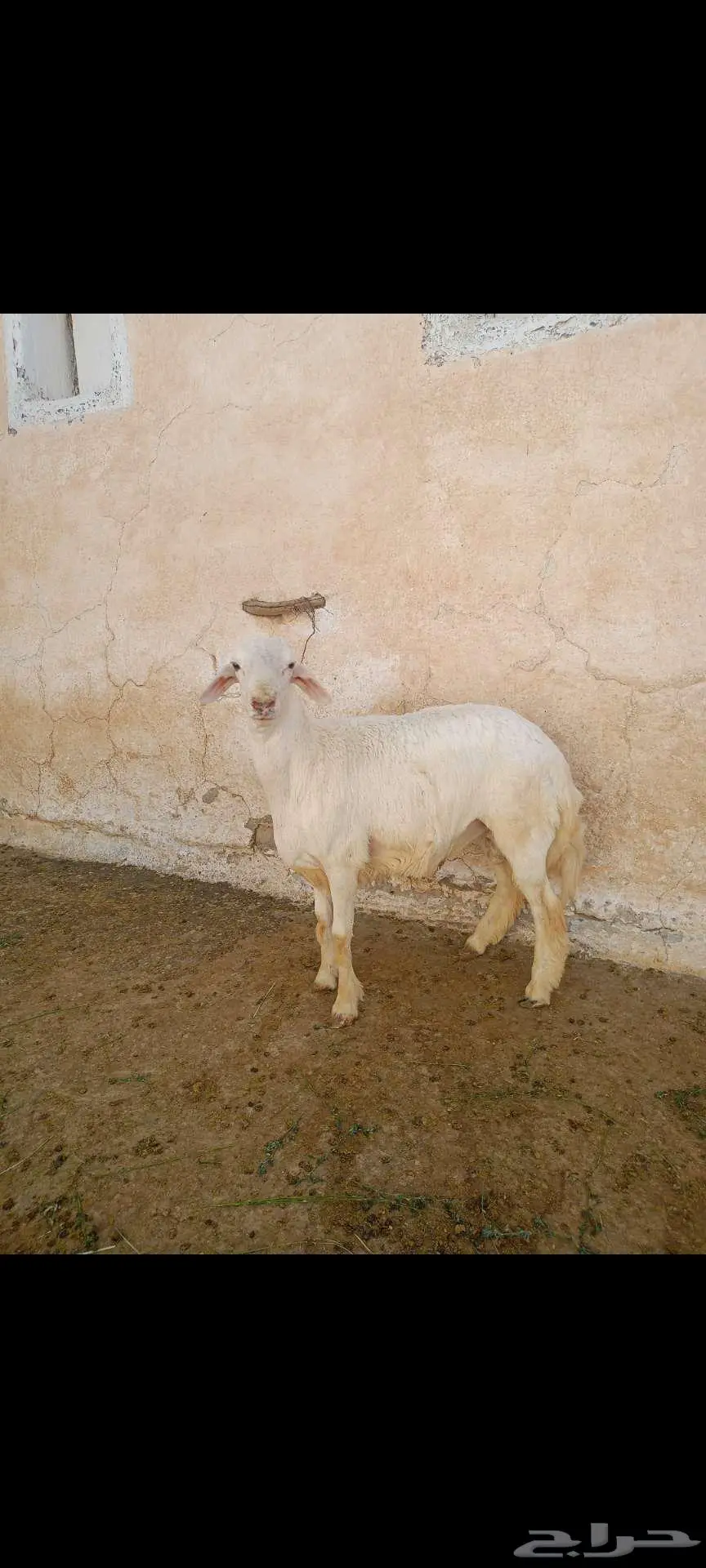 خروف جذع للبيع 5