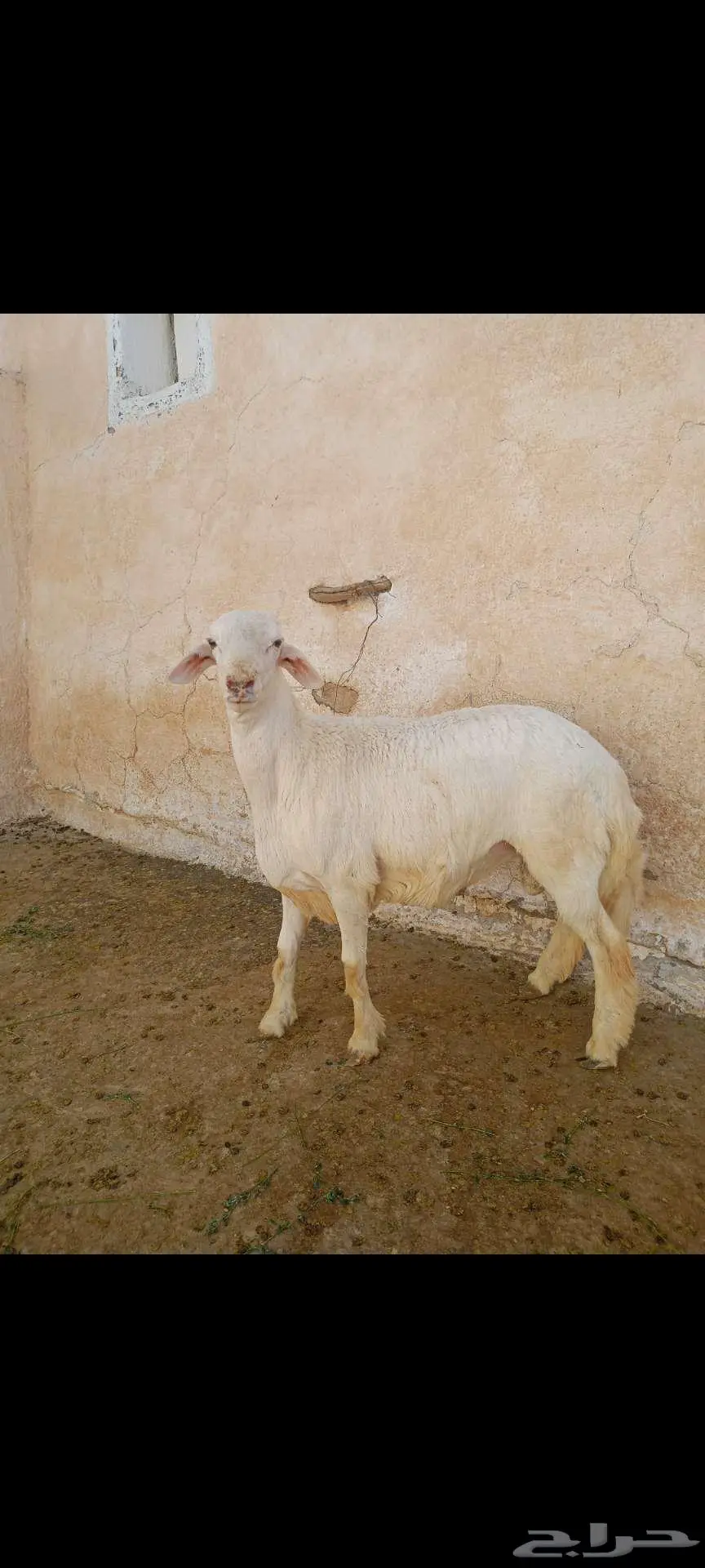 خروف جذع للبيع 3