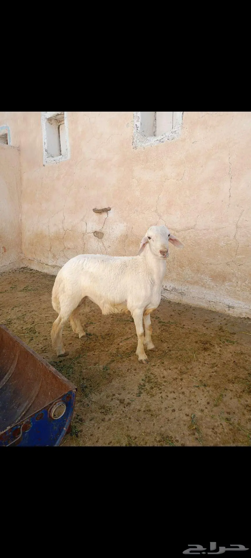 خروف جذع للبيع 1