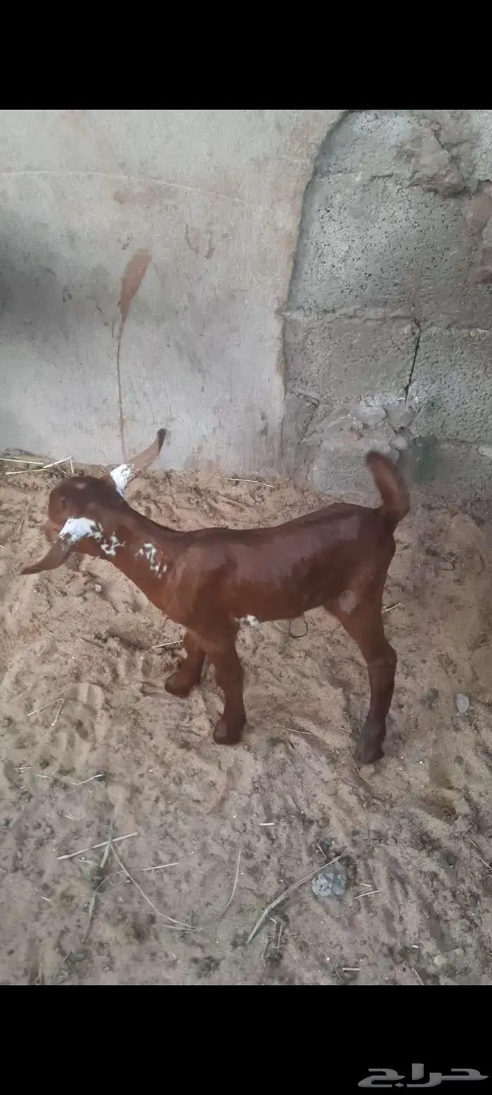 معزا شاه خلفه محايليه وشحاء دبساء 6