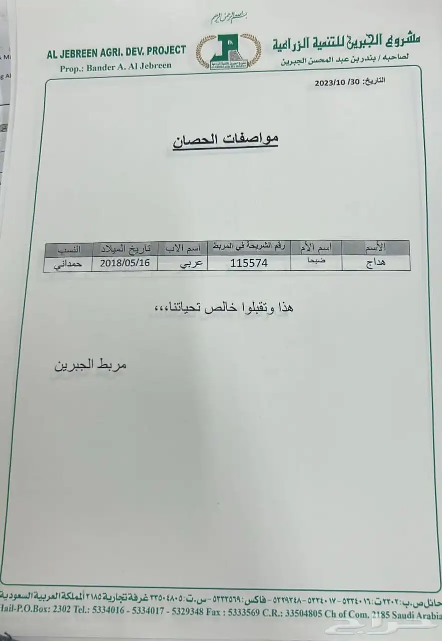 حصان شعبي جزيري من الجبرين 3