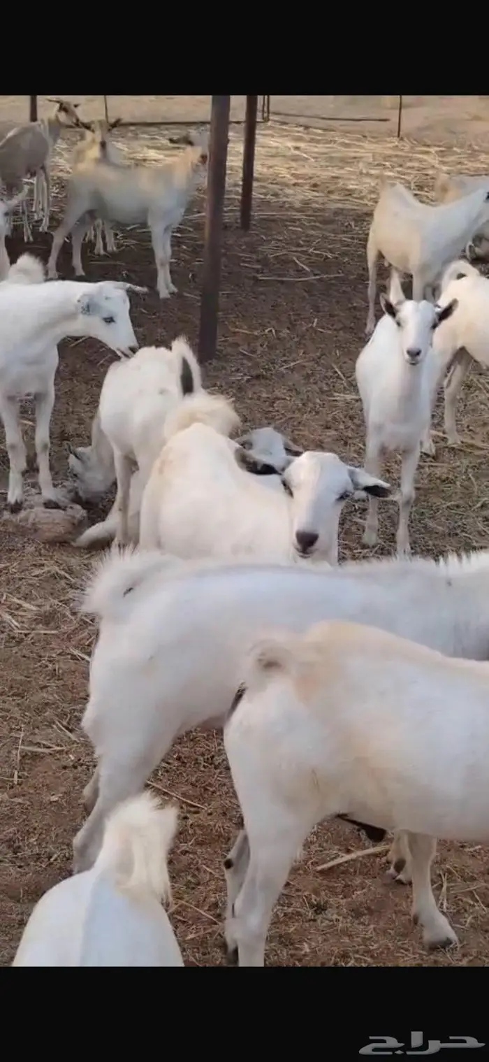 ذبايح مناسبات تيوس البيع جمله وقطاعي 4