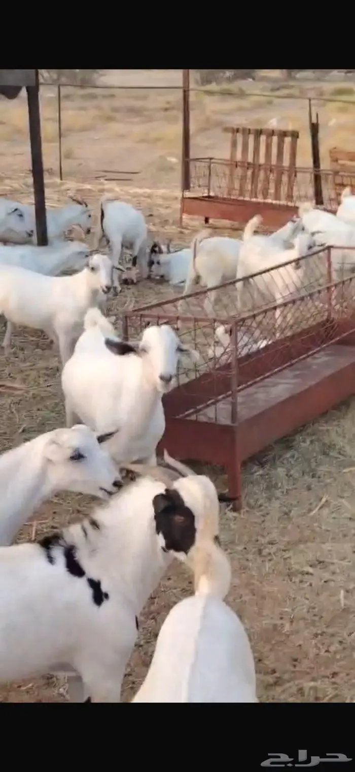 ذبايح مناسبات تيوس البيع جمله وقطاعي 5