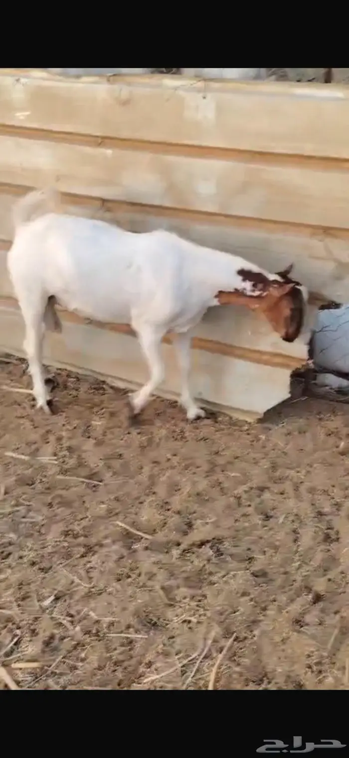 ذبايح مناسبات تيوس البيع جمله وقطاعي 7