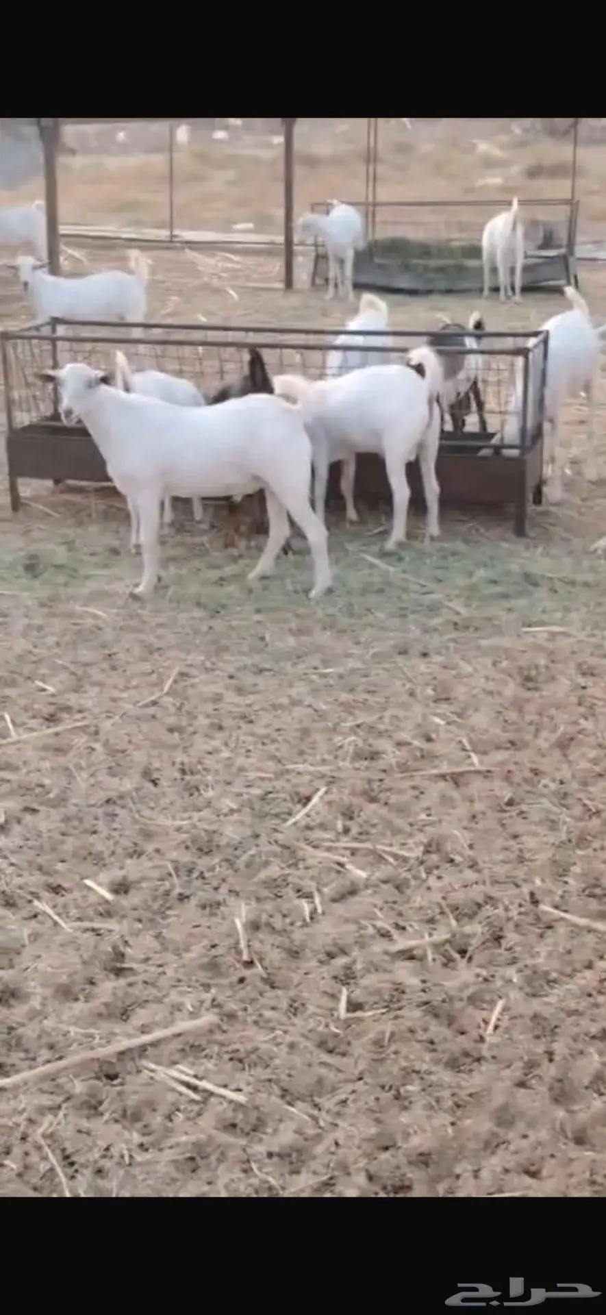 ذبايح مناسبات تيوس البيع جمله وقطاعي 8
