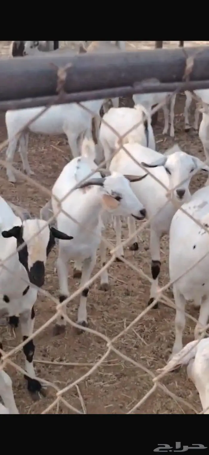 ذبايح مناسبات تيوس البيع جمله وقطاعي 10