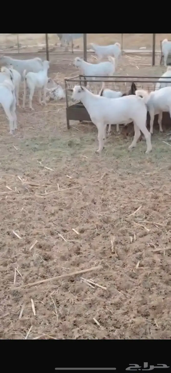 ذبايح مناسبات تيوس البيع جمله وقطاعي 9