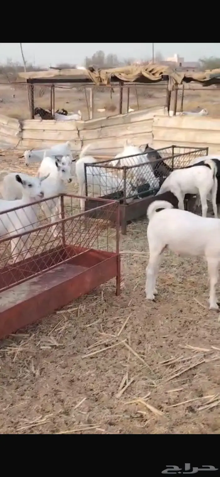 ذبايح مناسبات تيوس البيع جمله وقطاعي 11