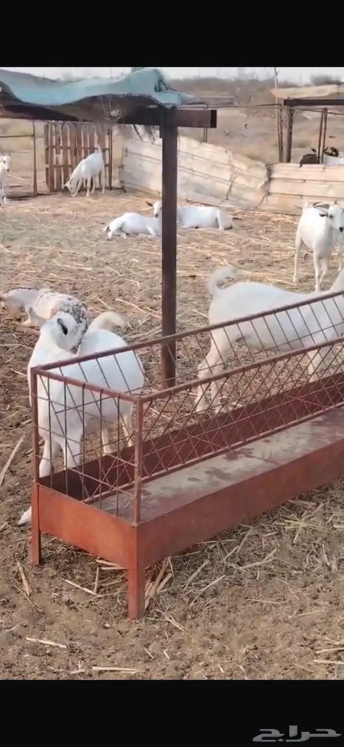 ذبايح مناسبات تيوس البيع جمله وقطاعي 12