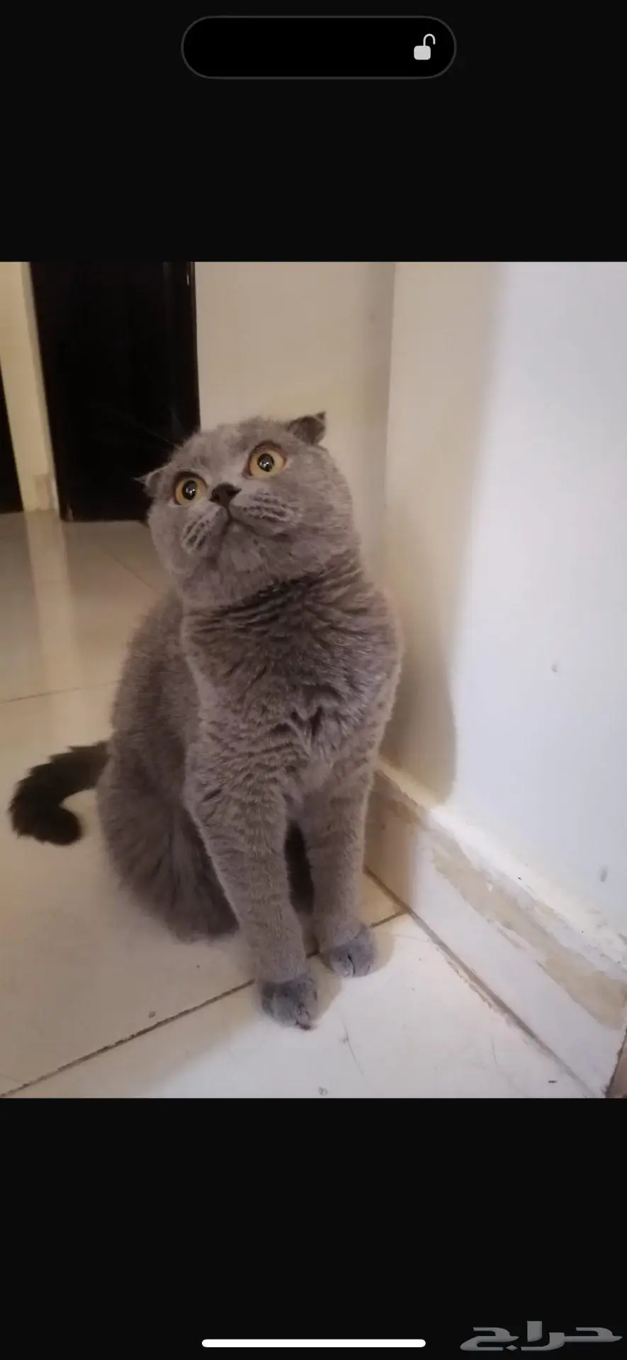 قطو سكوتش 0