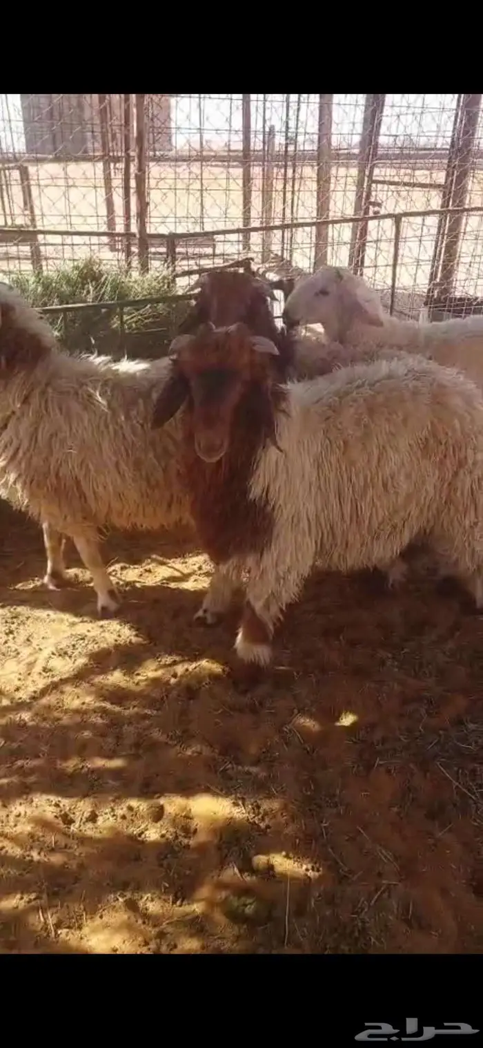 طليان نعيمي ذبايح 0