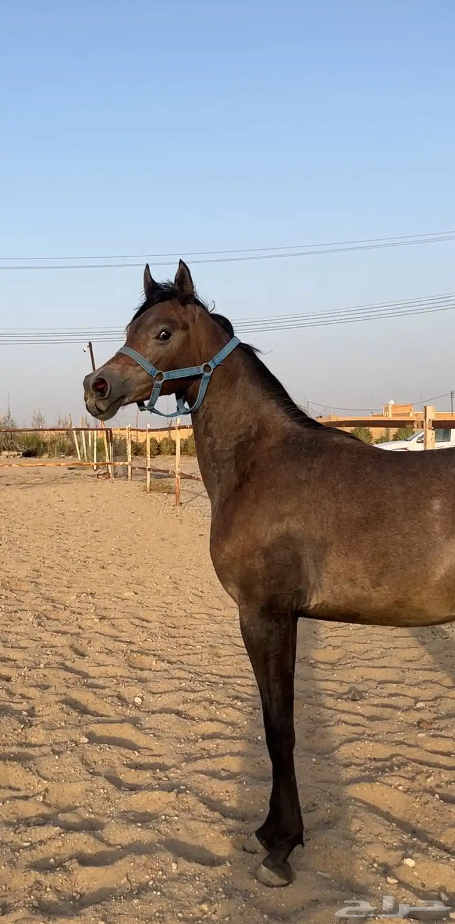 مهر واهو قطعه فاخره 4