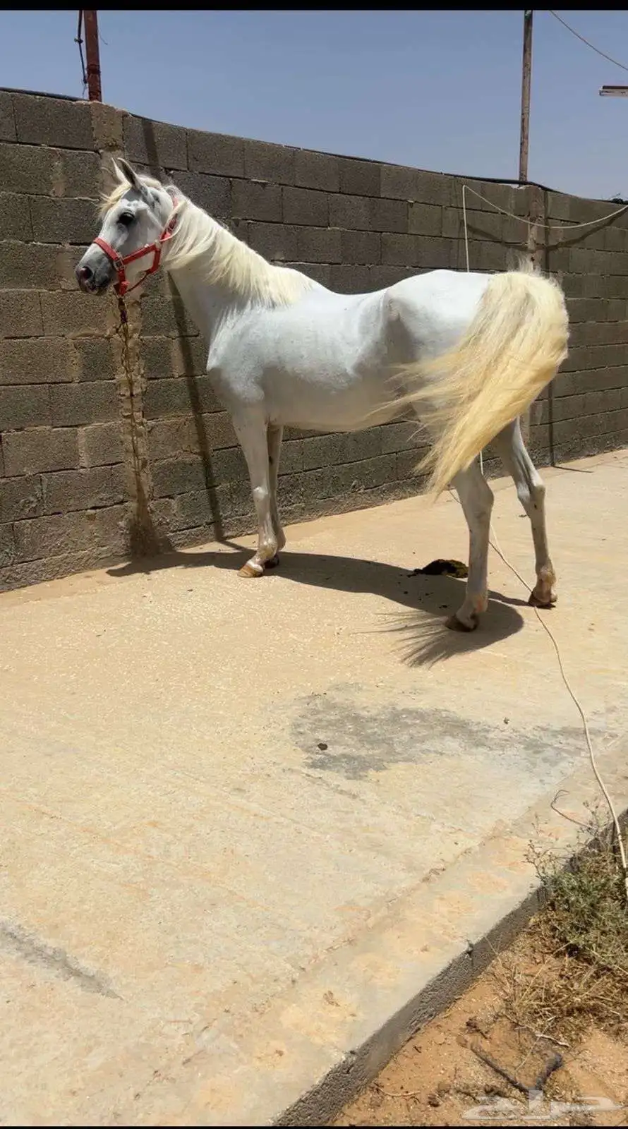 فرس واهو مصريه بيور شيخه البيع مستعجلل 0