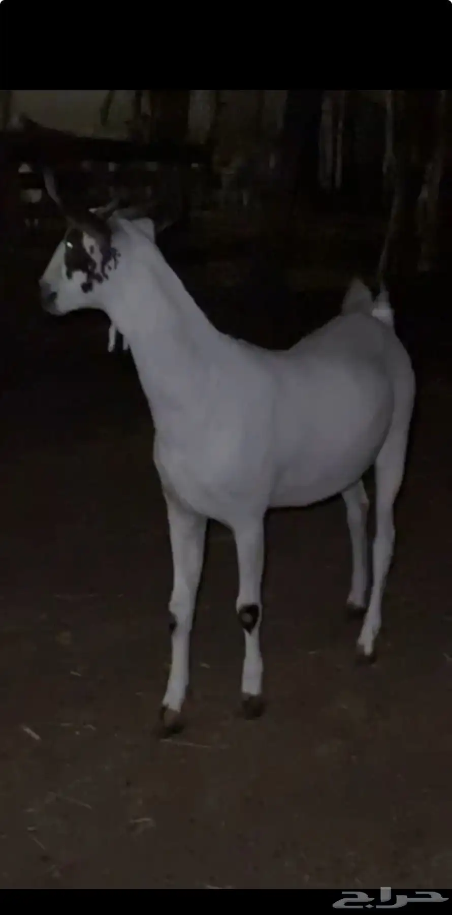 جفرتين صنف صنف 3