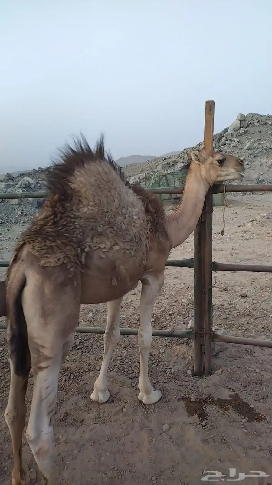 حاشي للبيع 1