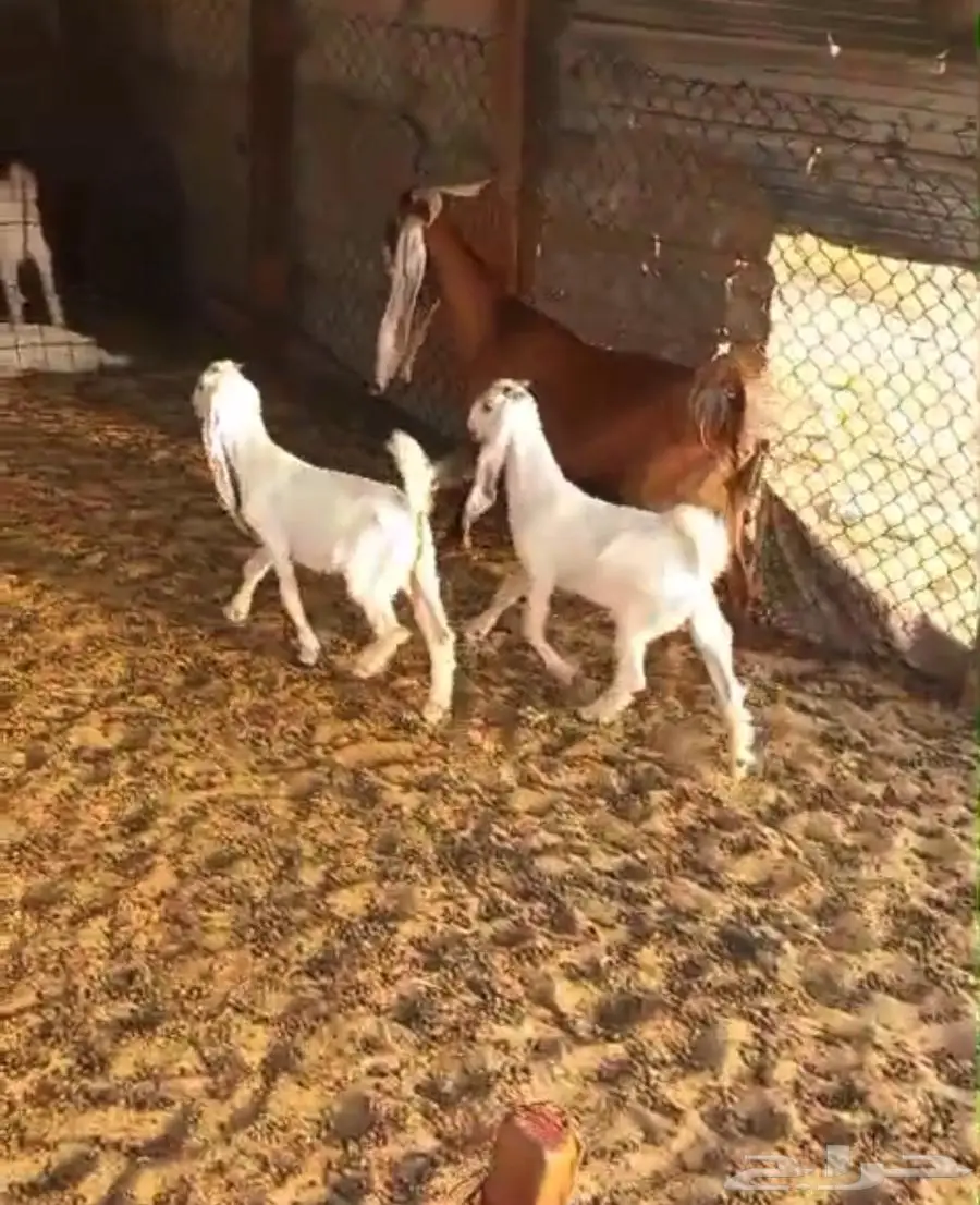 عنز رغوث بثنين تيوس 0