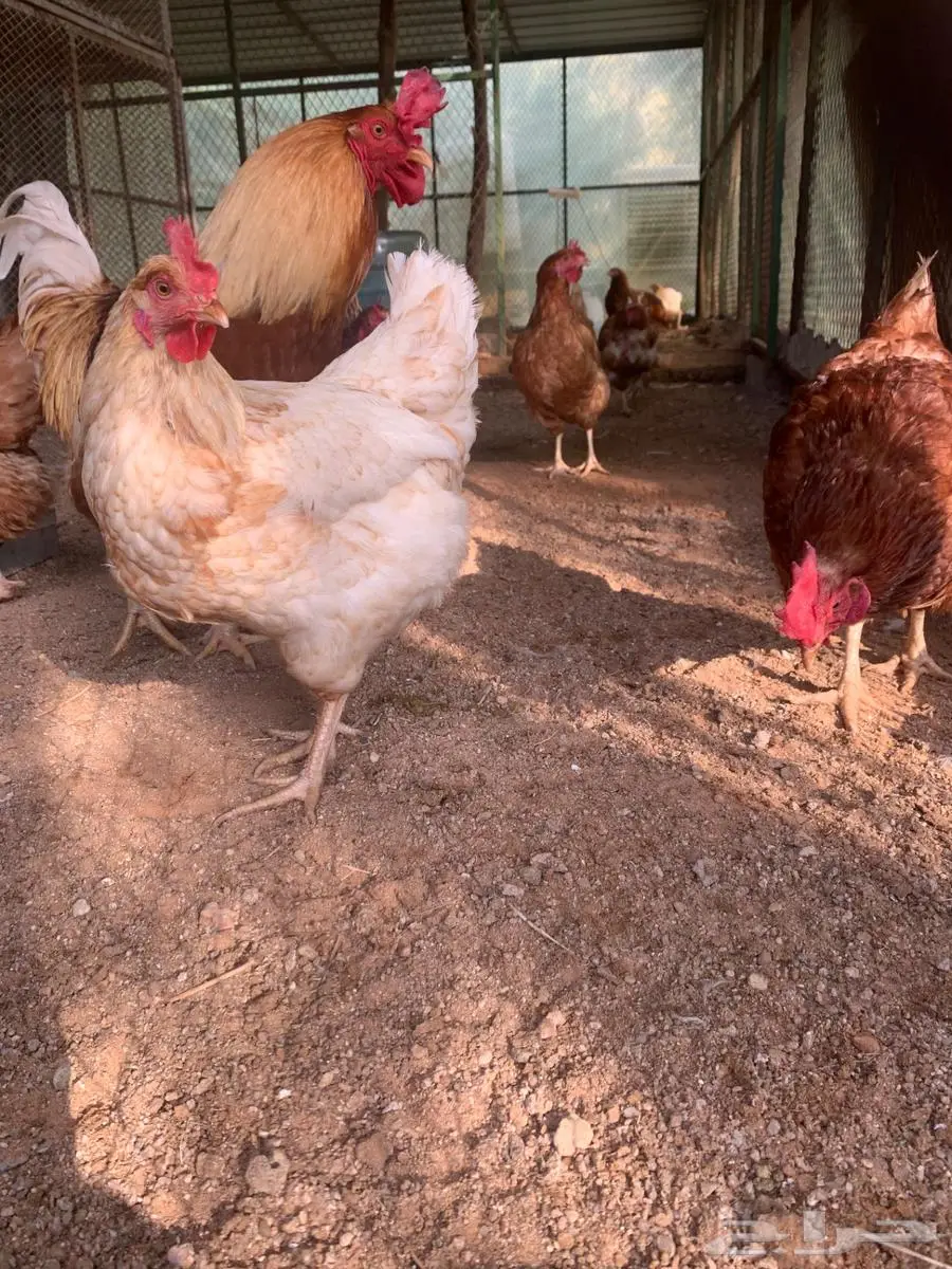 دجاج لوهمان براون 2
